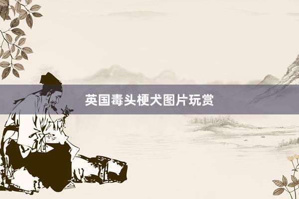 英国毒头梗犬图片玩赏